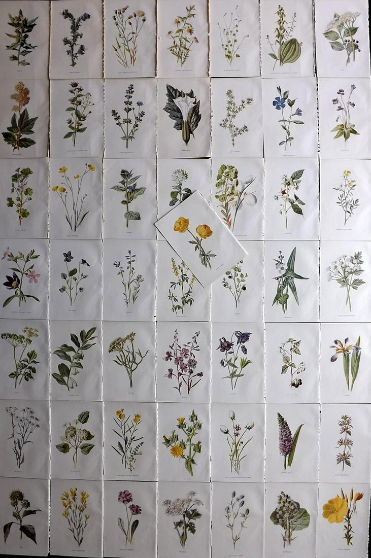 Hulme, Edward C1900 Lot of 50 Botanical Prints. Wild Flowers (1 of 10)