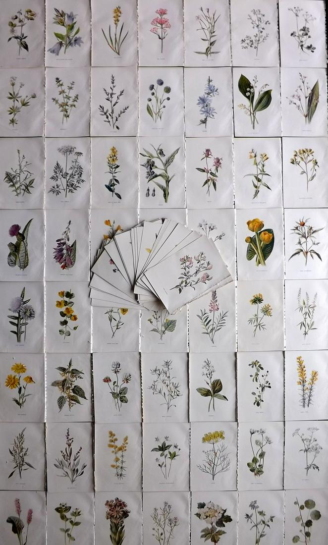 Hulme, Edward C1900 Lot of 100 Botanical Prints. Wild Flowers: Offset Lithographs Published C1900, London for "Familiar Wild Flowers" by F. Edward Hulme & Shirley Hibberd. Paper Size: 7.5 x 5 inch (19 x 13cm) Good Condition