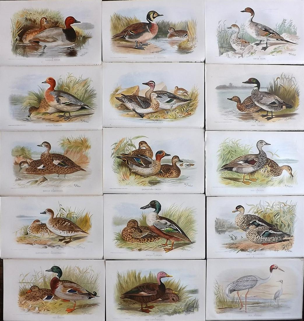 Finn, Frank 1915 Lot of 15 Indian Sporting Bird Prints (1 of 7)