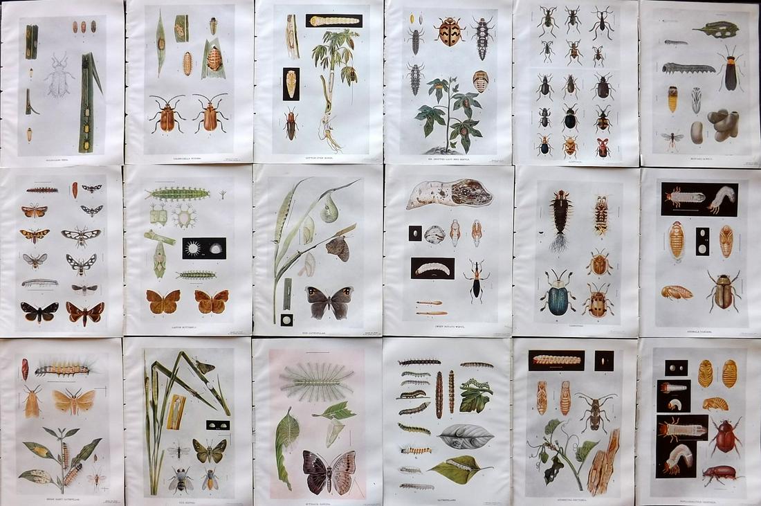 Maxwell-Lefroy & Howlett 1909 Lot of 18 Indian Insect Prints (1 of 7)