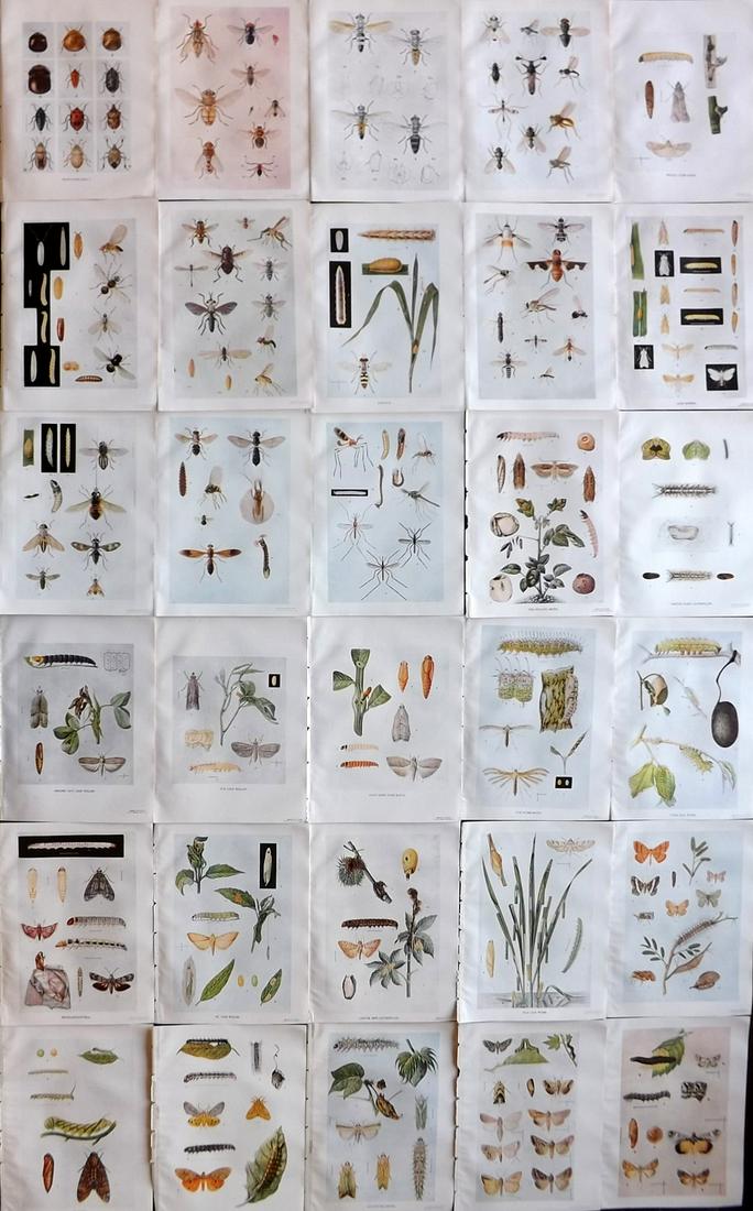 Maxwell-Lefroy & Howlett 1909 Lot of 30 Indian Insect Prints (1 of 10)
