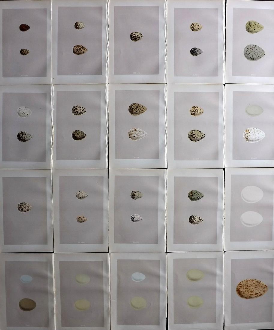 Morris, Francis 1879 Lot of 20 Antique Bird Egg Prints: Woodblocks Published 1879, London for "A Natural History of the Nests and Eggs of British Birds" By the Rev. Francis Orpen Morris, printed Benjamin Fawcett. Printed in colours and finished by hand. Wi