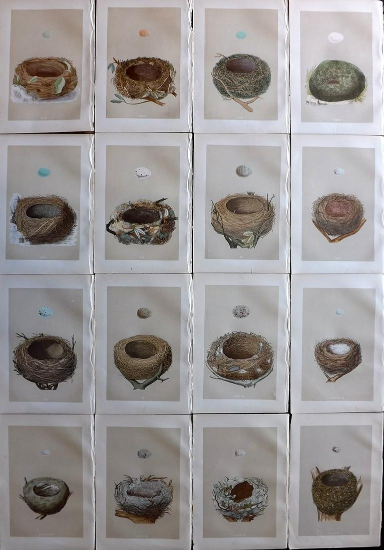 Morris, Francis 1879 Lot of 16 Antique Bird Nest Prints: Woodblocks Published 1879, London for "A Natural History of the Nests and Eggs of British Birds" By the Rev. Francis Orpen Morris, printed Benjamin Fawcett. Printed in colours and finished by hand. Wi