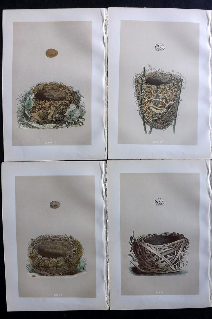 Morris, Francis 1879 Lot of 4 Antique Bird Nest Prints: Woodblocks Published 1879, London for "A Natural History of the Nests and Eggs of British Birds" By the Rev. Francis Orpen Morris, printed Benjamin Fawcett. Printed in colours and finished by hand. Wi