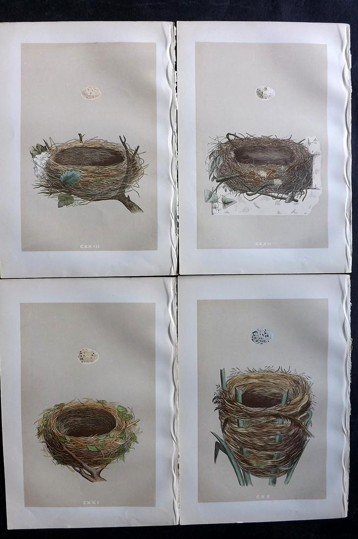 Morris, Francis 1879 Lot of 4 Antique Bird Nest Prints: Woodblocks Published 1879, London for "A Natural History of the Nests and Eggs of British Birds" By the Rev. Francis Orpen Morris, printed Benjamin Fawcett. Printed in colours and finished by hand. Wi