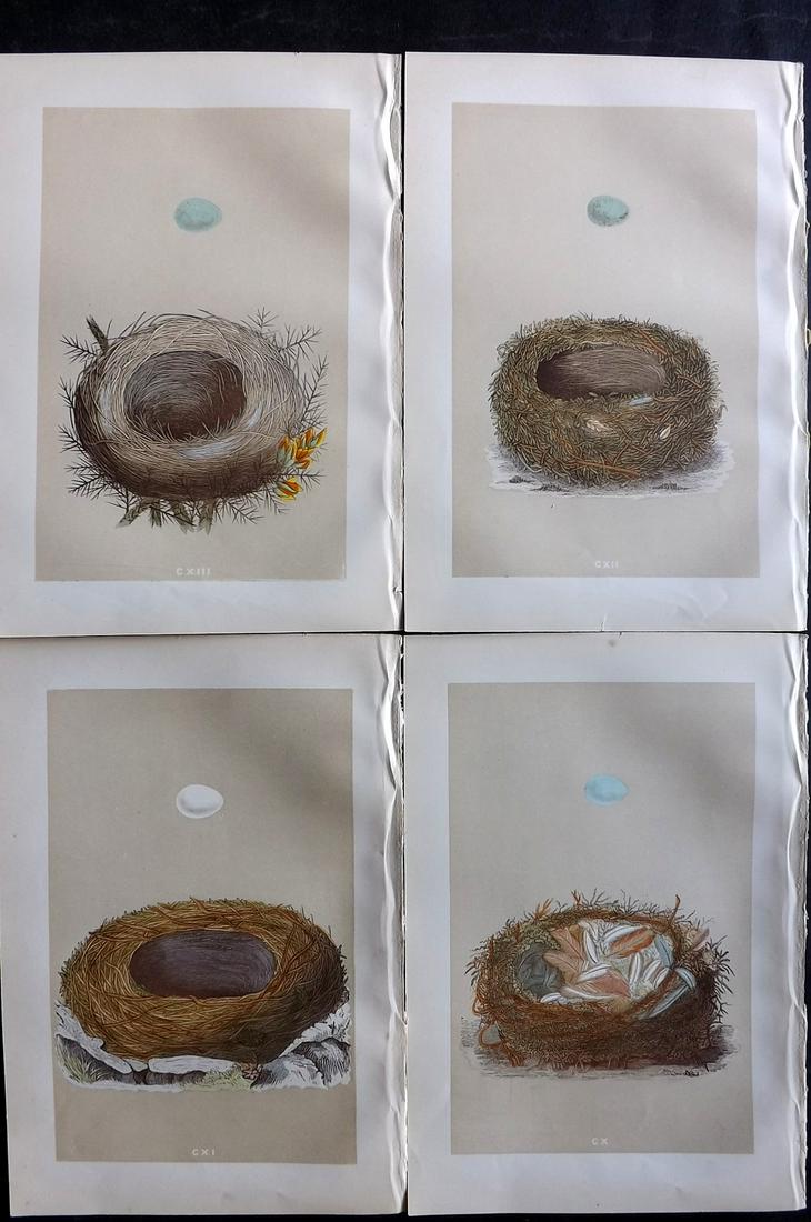 Morris, Francis 1879 Lot of 4 Antique Bird Nest Prints: Woodblocks Published 1879, London for "A Natural History of the Nests and Eggs of British Birds" By the Rev. Francis Orpen Morris, printed Benjamin Fawcett. Printed in colours and finished by hand. Wi