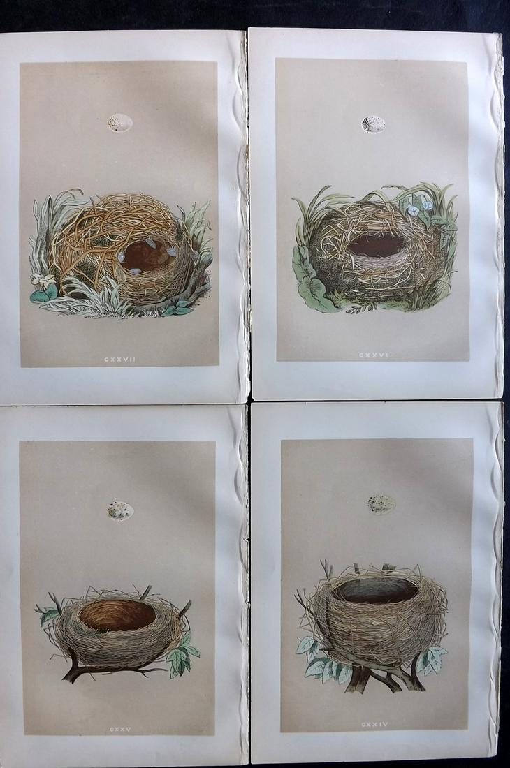 Morris, Francis 1879 Lot of 4 Antique Bird Nest Prints: Woodblocks Published 1879, London for "A Natural History of the Nests and Eggs of British Birds" By the Rev. Francis Orpen Morris, printed Benjamin Fawcett. Printed in colours and finished by hand. Wi