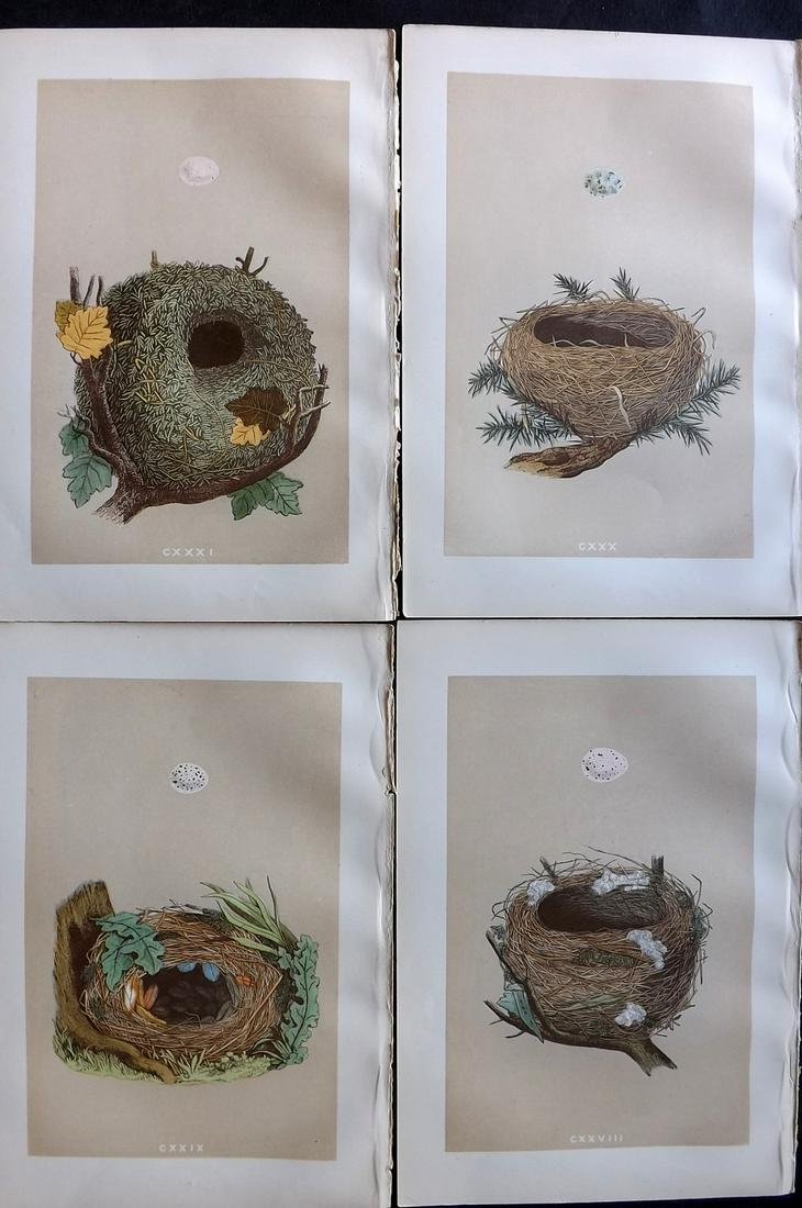 Morris, Francis 1879 Lot of 4 Antique Bird Nest Prints: Woodblocks Published 1879, London for "A Natural History of the Nests and Eggs of British Birds" By the Rev. Francis Orpen Morris, printed Benjamin Fawcett. Printed in colours and finished by hand. Wi