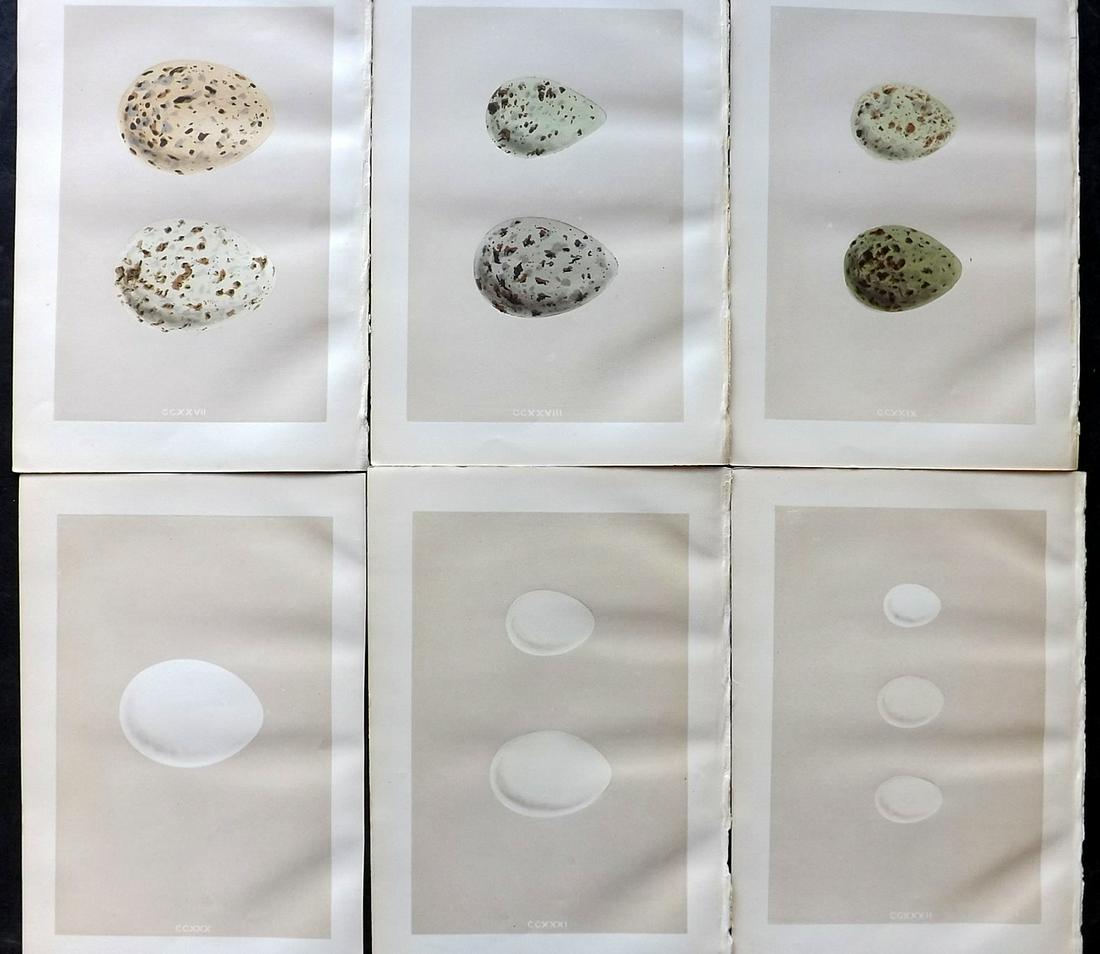Morris, Francis 1879 Lot of 6 Antique Bird Egg Prints: Woodblocks Published 1879, London for "A Natural History of the Nests and Eggs of British Birds" By the Rev. Francis Orpen Morris, printed Benjamin Fawcett. Printed in colours and finished by hand. Wi