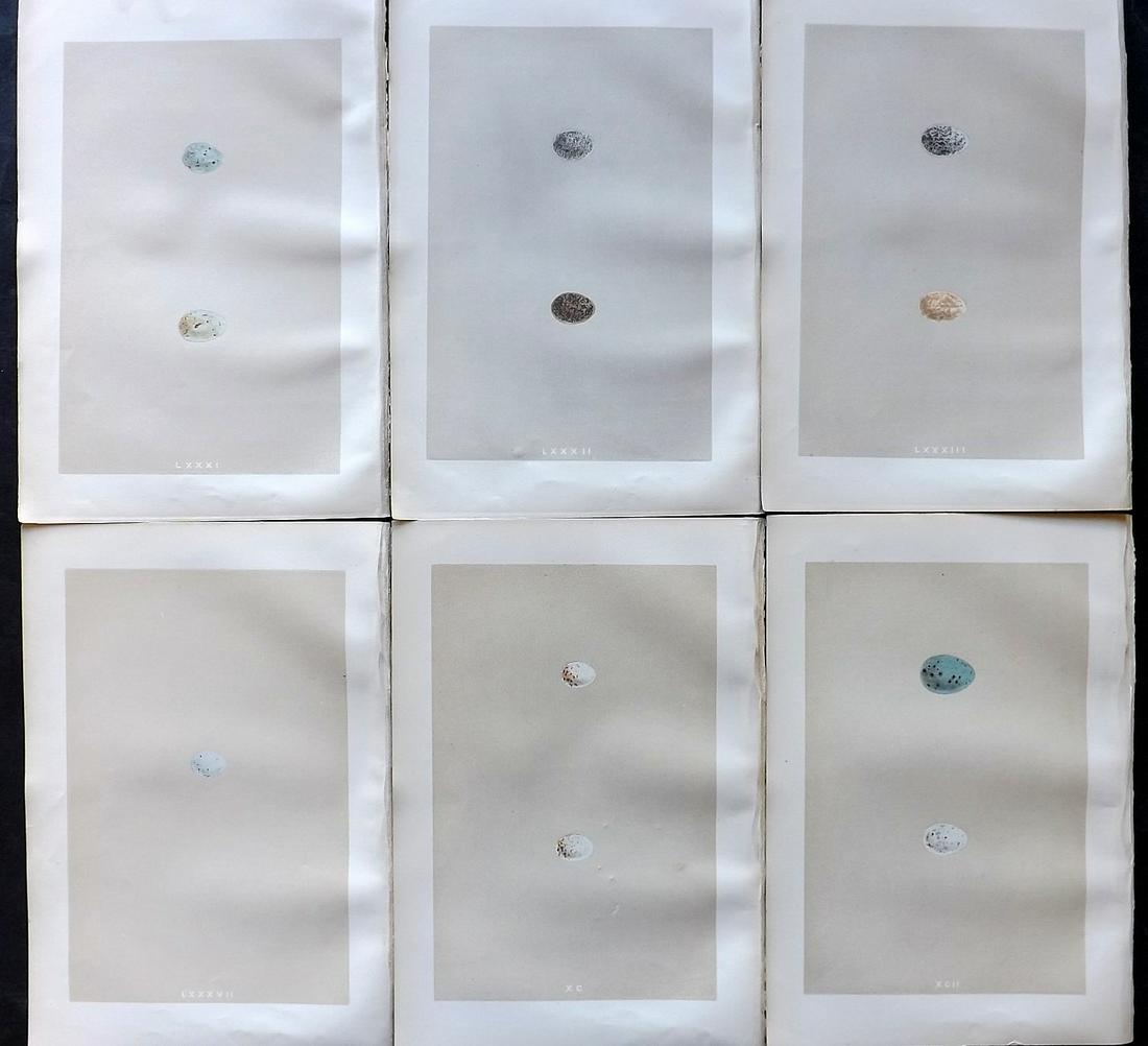 Morris, Francis 1879 Lot of 6 Antique Bird Egg Prints: Woodblocks Published 1879, London for "A Natural History of the Nests and Eggs of British Birds" By the Rev. Francis Orpen Morris, printed Benjamin Fawcett. Printed in colours and finished by hand. Wi