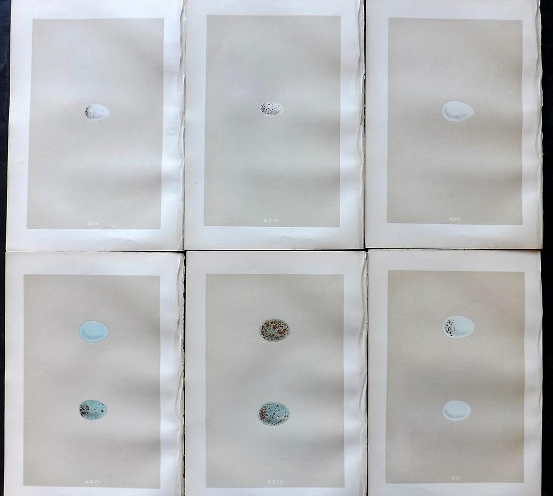 Morris, Francis 1879 Lot of 6 Antique Bird Egg Prints: Woodblocks Published 1879, London for "A Natural History of the Nests and Eggs of British Birds" By the Rev. Francis Orpen Morris, printed Benjamin Fawcett. Printed in colours and finished by hand. Wi