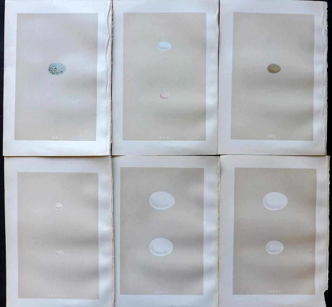 Morris, Francis 1879 Lot of 6 Antique Bird Egg Prints: Woodblocks Published 1879, London for "A Natural History of the Nests and Eggs of British Birds" By the Rev. Francis Orpen Morris, printed Benjamin Fawcett. Printed in colours and finished by hand. Wi