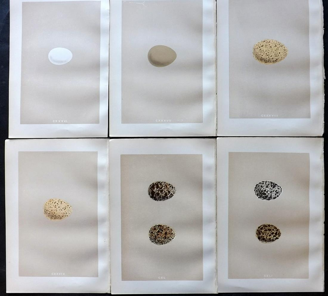 Morris, Francis 1879 Lot of 6 Antique Bird Egg Prints: Woodblocks Published 1879, London for "A Natural History of the Nests and Eggs of British Birds" By the Rev. Francis Orpen Morris, printed Benjamin Fawcett. Printed in colours and finished by hand. Wi
