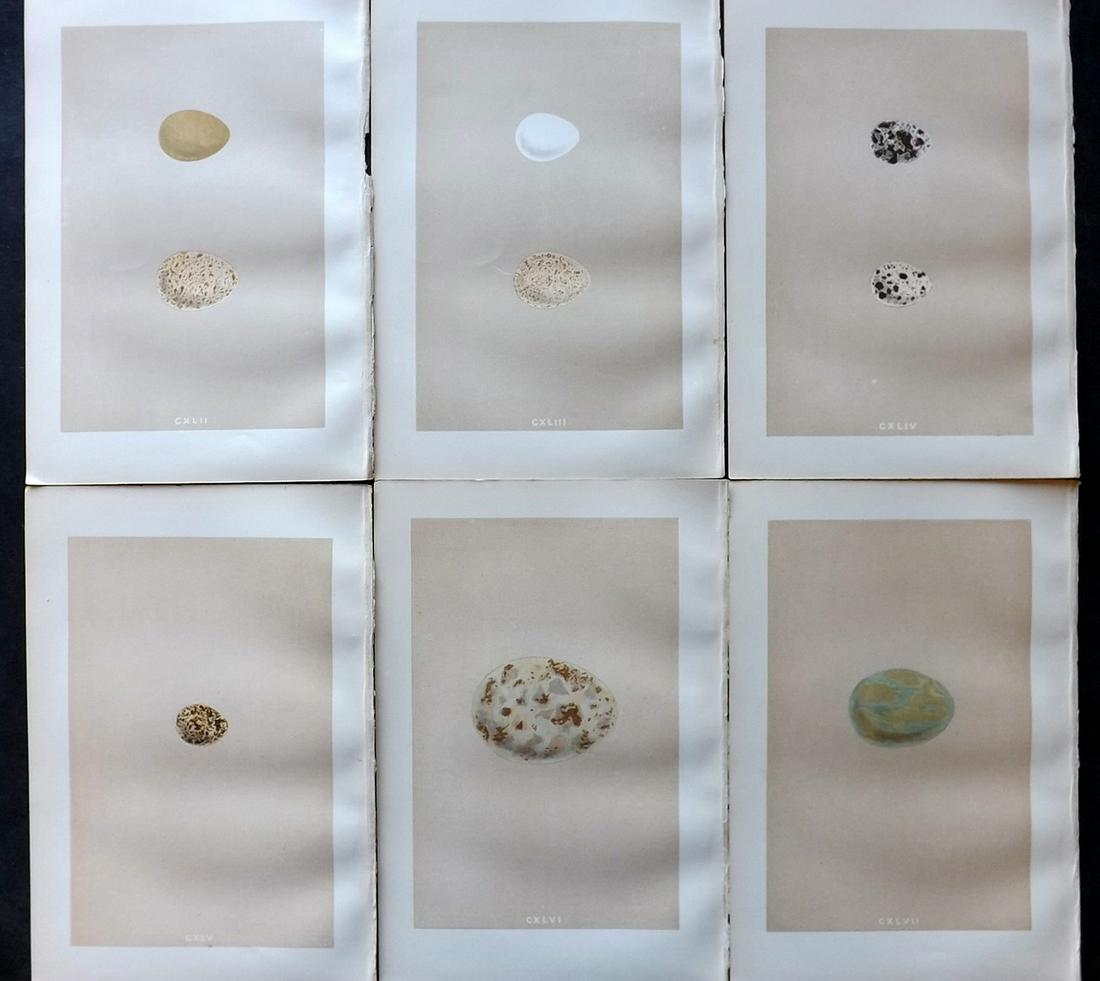 Morris, Francis 1879 Lot of 6 Antique Bird Egg Prints: Woodblocks Published 1879, London for "A Natural History of the Nests and Eggs of British Birds" By the Rev. Francis Orpen Morris, printed Benjamin Fawcett. Printed in colours and finished by hand. Wi