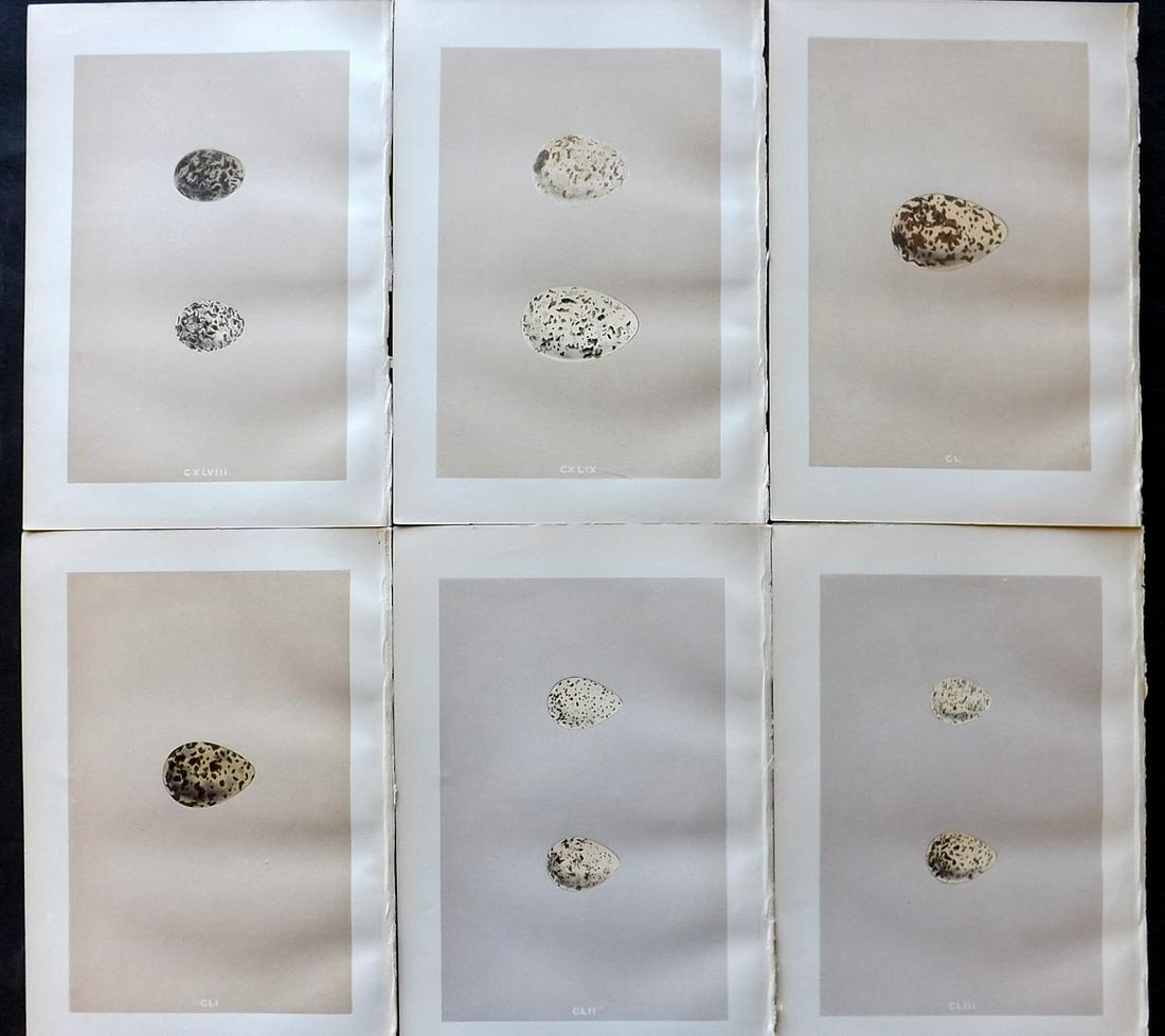Morris, Francis 1879 Lot of 6 Antique Bird Egg Prints: Woodblocks Published 1879, London for "A Natural History of the Nests and Eggs of British Birds" By the Rev. Francis Orpen Morris, printed Benjamin Fawcett. Printed in colours and finished by hand. Wi