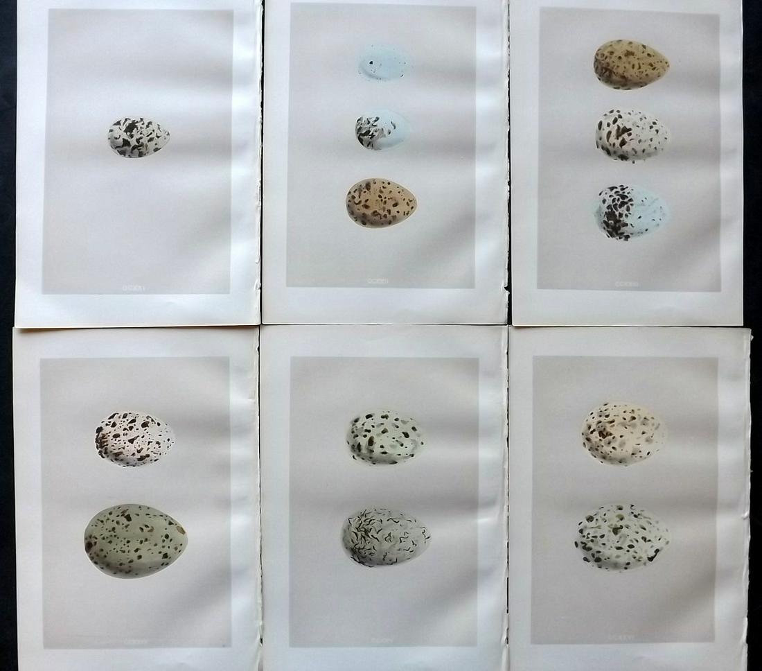 Morris, Francis 1879 Lot of 6 Antique Bird Egg Prints: Woodblocks Published 1879, London for "A Natural History of the Nests and Eggs of British Birds" By the Rev. Francis Orpen Morris, printed Benjamin Fawcett. Printed in colours and finished by hand. Wi