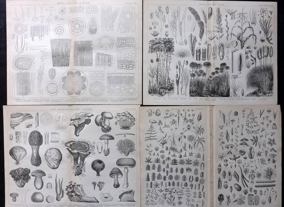 Blackie (Pub) C1875 Lot of 4 Botanical & Fungi Prints (1 of 2)