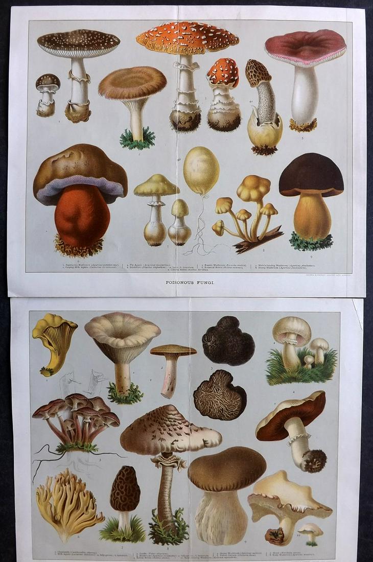 Cassell (Pub) 1894 Pair of Antique Mushroom Fungi Prints (1 of 2)