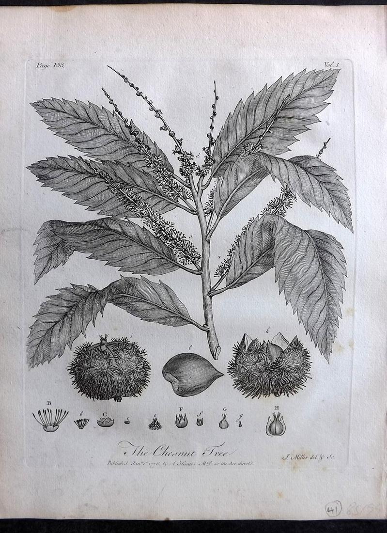 Evelyn, John 1786 Botanical Print. Chestnut Tree (1 of 2)