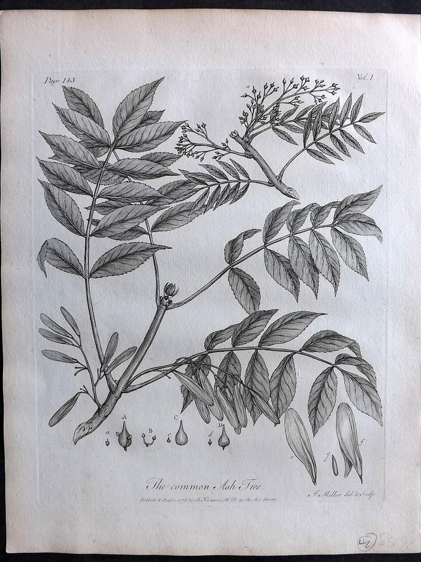 Evelyn, John 1786 Botanical Print. Common Ash Tree (1 of 2)