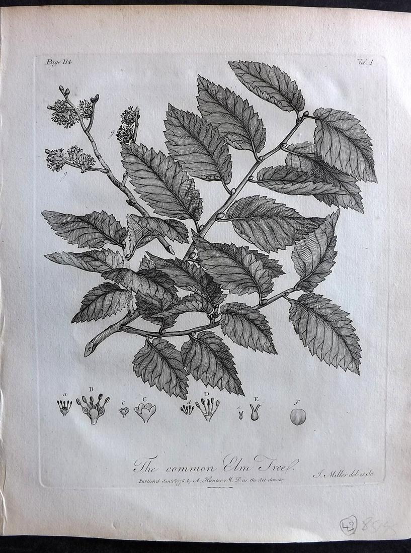 Evelyn, John 1786 Botanical Print. Elm Tree: Copper Plate Published 1786, London & York for "Silva: Or, A Discourse of Forest-Trees..." by John Evelyn. Drawn & Engraved by John Miller. Paper Size: 12 x 9 inch (30 x 23cm) Good Condition