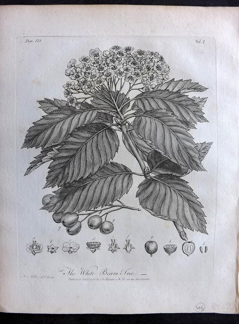 Evelyn, John 1786 Botanical Print. White Beam Tree: Copper Plate Published 1786, London & York for "Silva: Or, A Discourse of Forest-Trees..." by John Evelyn. Drawn & Engraved by John Miller. Paper Size: 12 x 9 inch (30 x 23cm) Good Condition