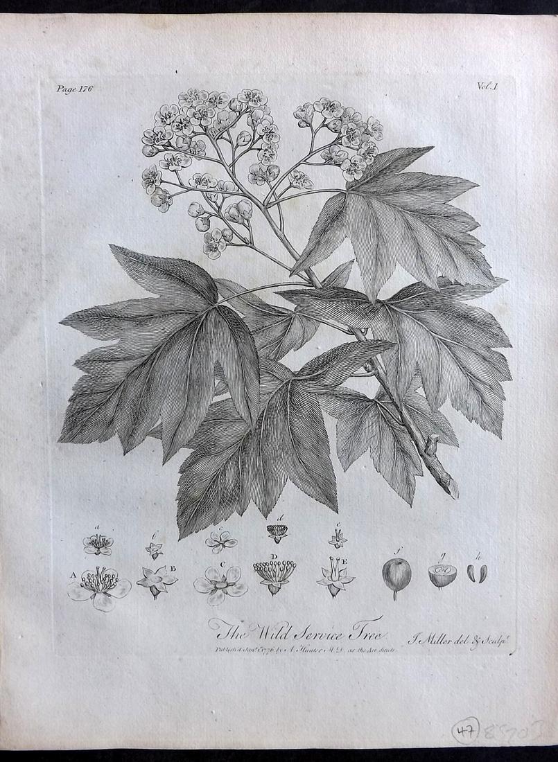 Evelyn, John 1786 Botanical Print. Wild Service Tree: Copper Plate Published 1786, London & York for "Silva: Or, A Discourse of Forest-Trees..." by John Evelyn. Drawn & Engraved by John Miller. Paper Size: 12 x 9 inch (30 x 23cm) Very minor margin toning