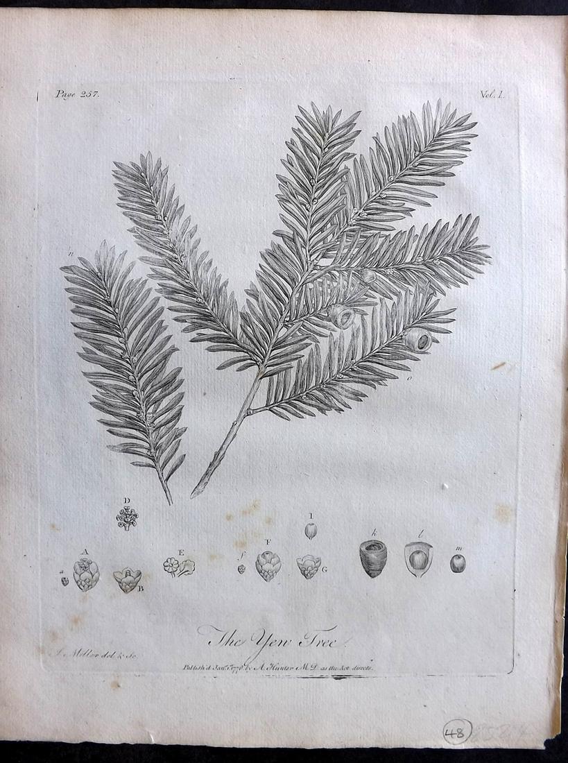 Evelyn, John 1786 Botanical Print. Yew Tree: Copper Plate Published 1786, London & York for "Silva: Or, A Discourse of Forest-Trees..." by John Evelyn. Drawn & Engraved by John Miller. Paper Size: 12 x 9 inch (30 x 23cm) Good Condition