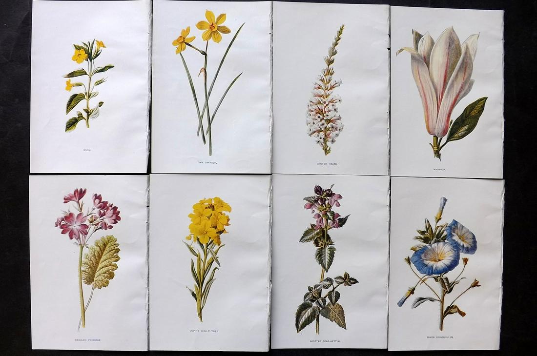 Hulme, Edward C1900 Lot of 8 Botanical Prints. Garden Flowers (1 of 2)