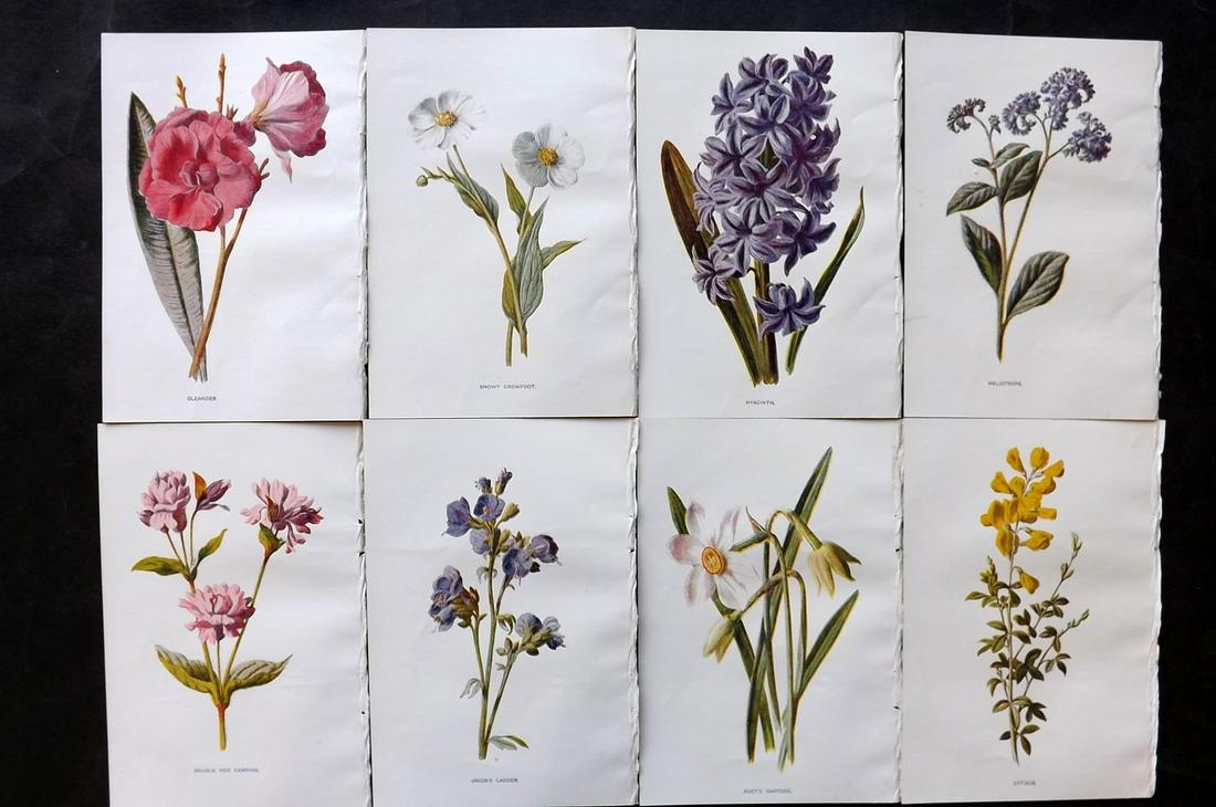 Hulme, Edward C1900 Lot of 8 Botanical Prints. Garden Flowers (1 of 2)