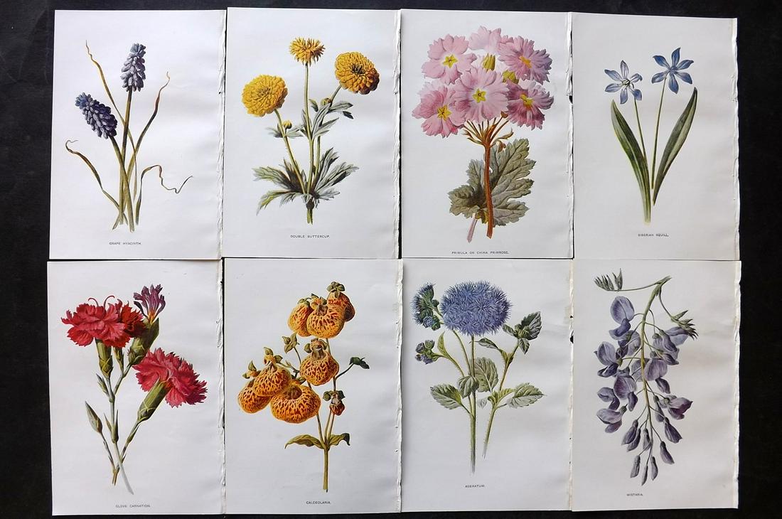 Hulme, Edward C1900 Lot of 8 Botanical Prints. Garden Flowers: Offset Lithographs Published C1900, London for "Familiar Garden Flowers" by F. Edward Hulme & Shirley Hibberd. Paper Size: 7.5 x 5 inch (19 x 13cm) Good Condition