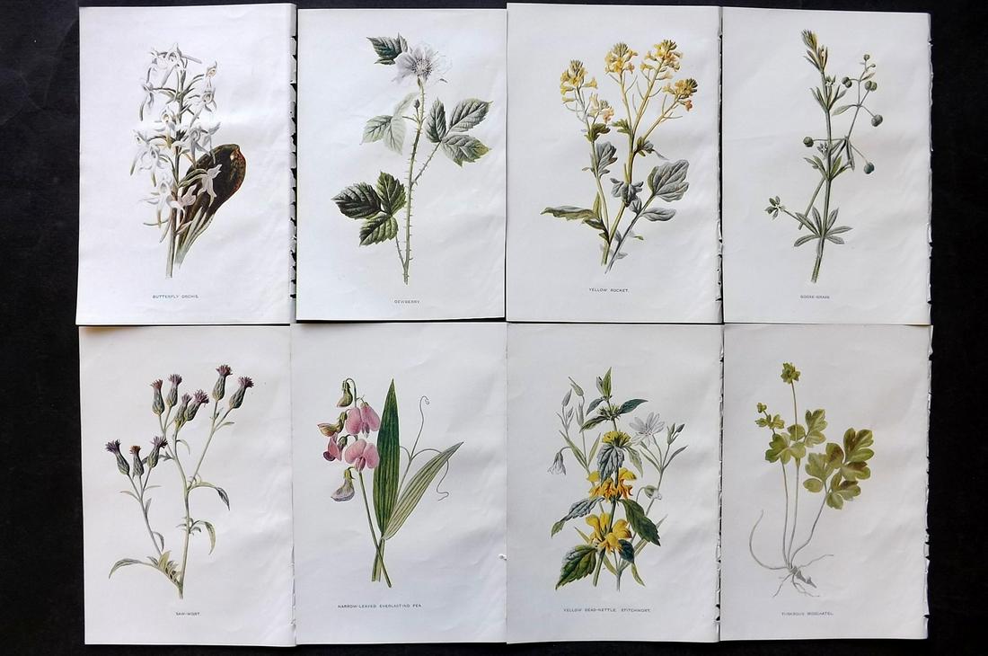 Hulme, Edward C1900 Lot of 8 Botanical Prints. Wild Flowers: Offset Lithographs Published C1900, London for "Familiar Wild Flowers" by F. Edward Hulme & Shirley Hibberd. Paper Size: 7.5 x 5 inch (19 x 13cm) Good Condition