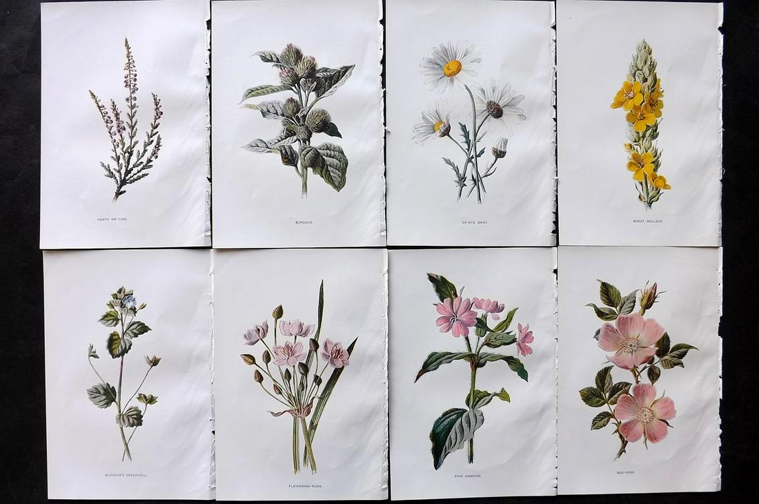 Hulme, Edward C1900 Lot of 8 Botanical Prints. Wild Flowers: Offset Lithographs Published C1900, London for "Familiar Wild Flowers" by F. Edward Hulme & Shirley Hibberd. Paper Size: 7.5 x 5 inch (19 x 13cm) Good Condition