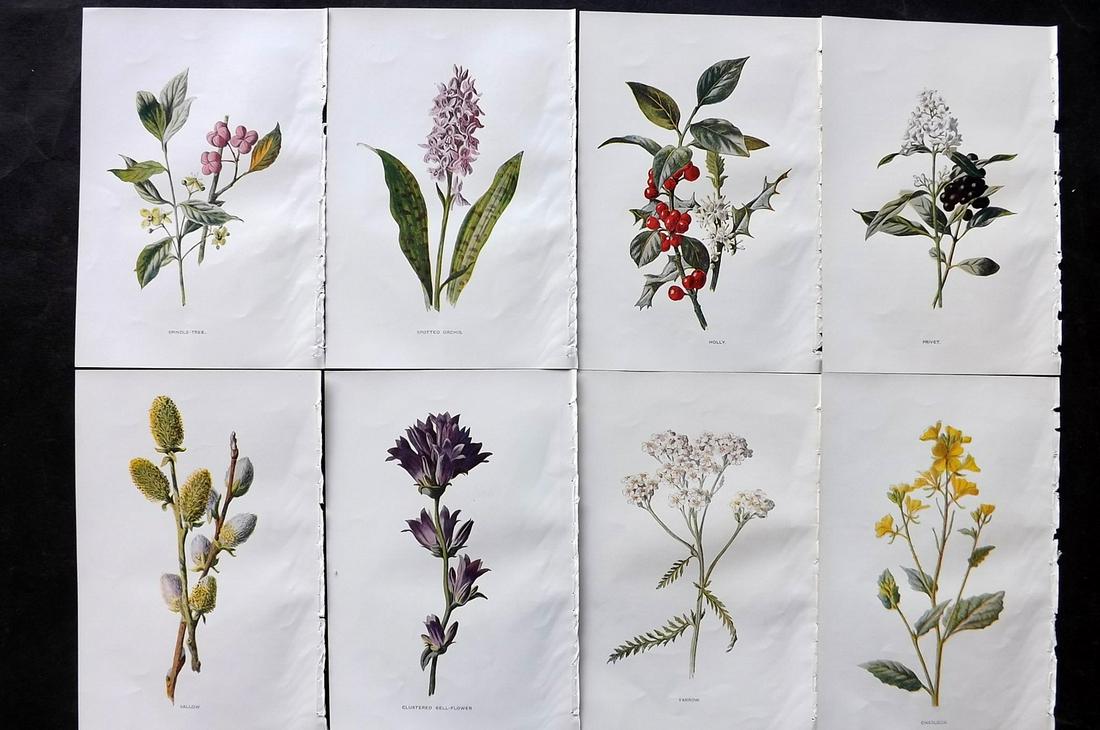 Hulme, Edward C1900 Lot of 8 Botanical Prints. Wild Flowers: Offset Lithographs Published C1900, London for "Familiar Wild Flowers" by F. Edward Hulme & Shirley Hibberd. Paper Size: 7.5 x 5 inch (19 x 13cm) Good Condition
