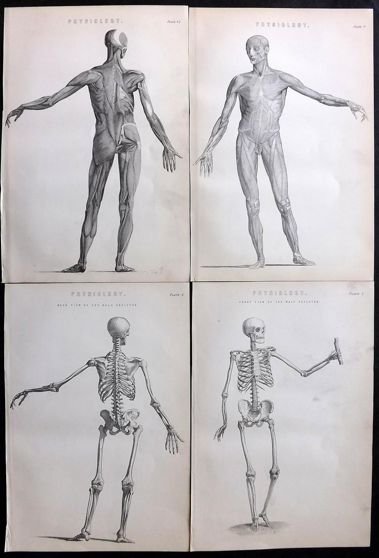 Neil, Samuel 1897 Lot of 4 Antique Anatomy Prints (1 of 2)