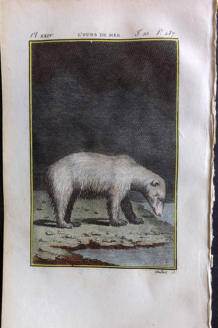 Buffon & Sonnini C1800 Hand Col Print. Polar Bear (1 of 1)