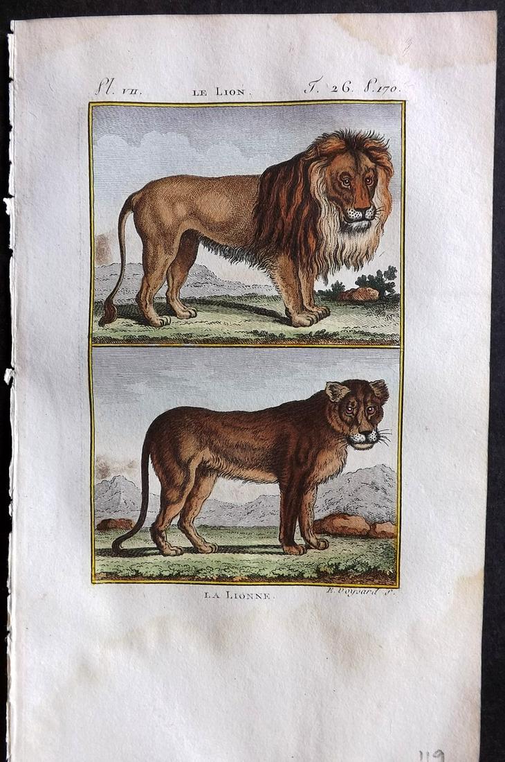 Buffon & Sonnini C1800 Hand Col Print. Lion & Lioness (1 of 1)