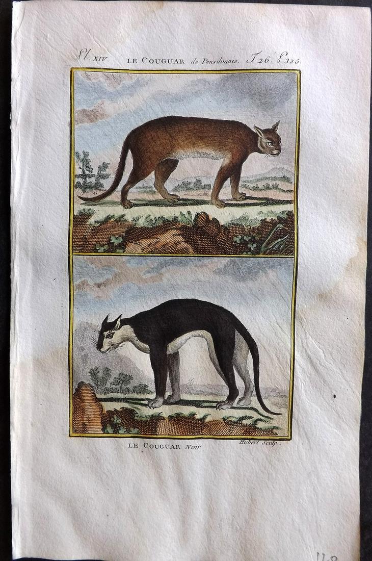 Buffon & Sonnini C1800 Hand Col Print. Cougars (1 of 1)