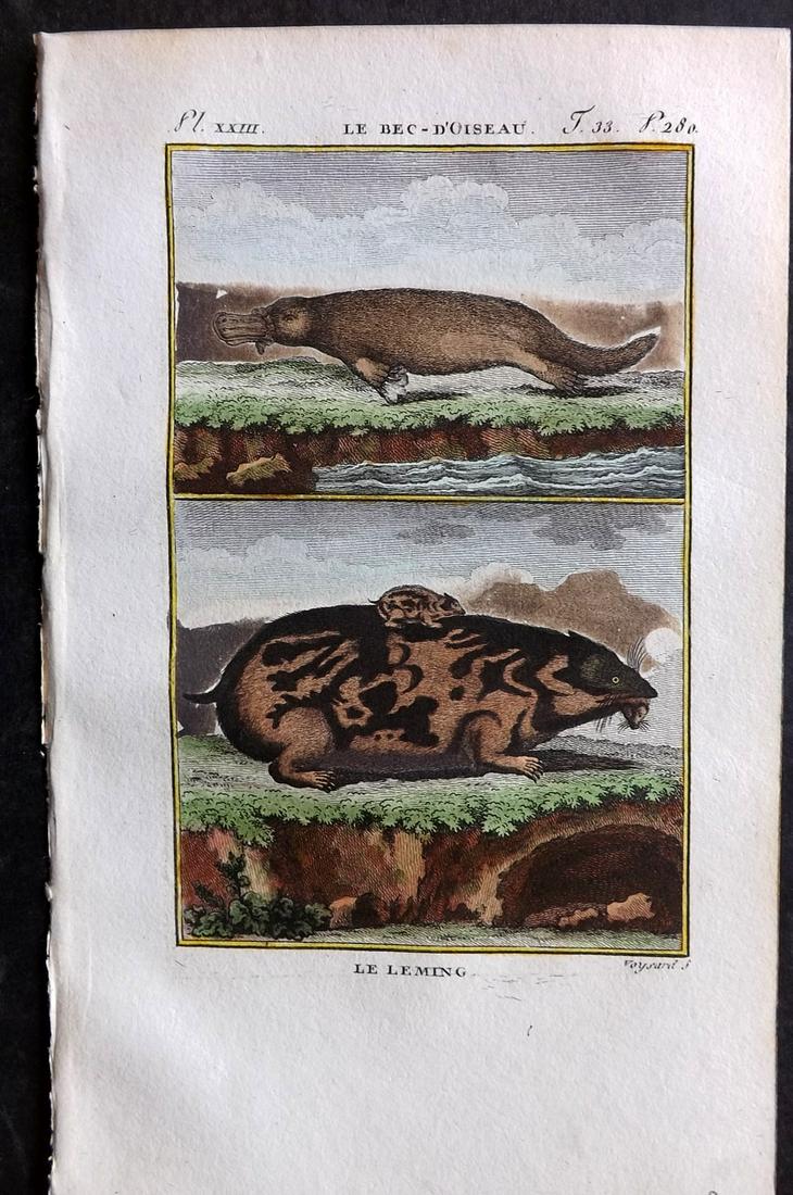 Buffon & Sonnini C1800 Hand Col Print. Duckbill Platypus Australia & Lemming: Hand Colored Copper Plate Published 1799-1808, Paris for "Histoire naturelle générale et particulière" by the Comte de Buffon and Charles Nicolas Sigisbert Sonnini. Paper Size: 7.5 x 5 inch (19 x 1