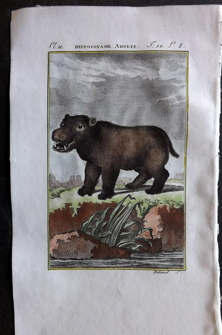 Buffon & Sonnini C1800 Hand Col Print. Hippo (1 of 1)