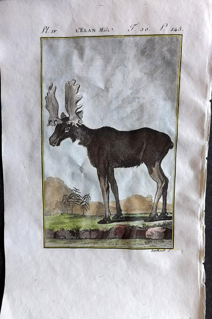 Buffon & Sonnini C1800 Hand Col Print. Moose (1 of 1)