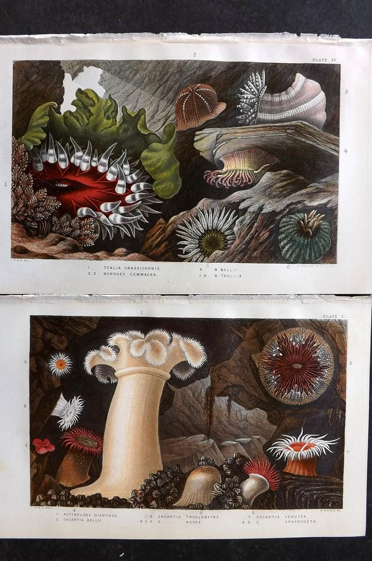 Gosse, Philip 1860 Pair of Antique Sea Anemones Prints (1 of 2)