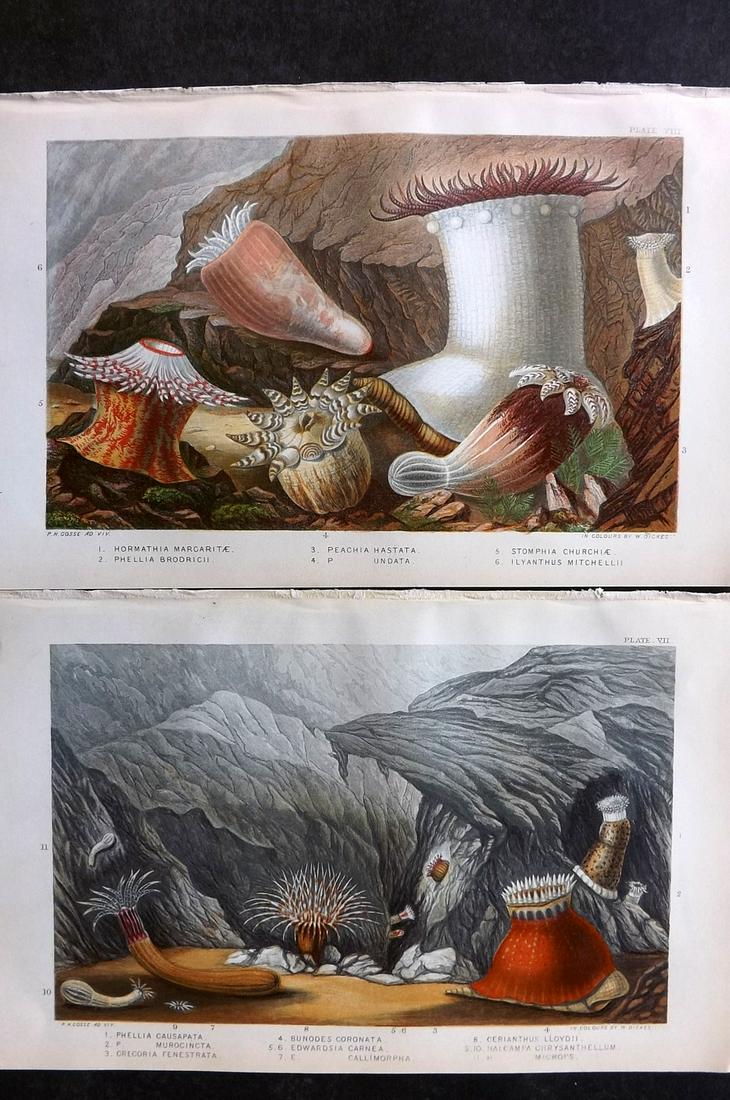 Gosse, Philip 1860 Pair of Antique Sea Anemones Prints (1 of 2)