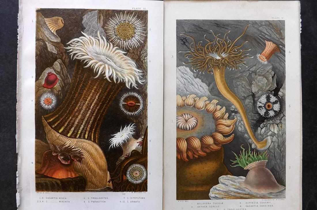 Gosse, Philip 1860 Pair of Antique Sea Anemones Prints (1 of 2)