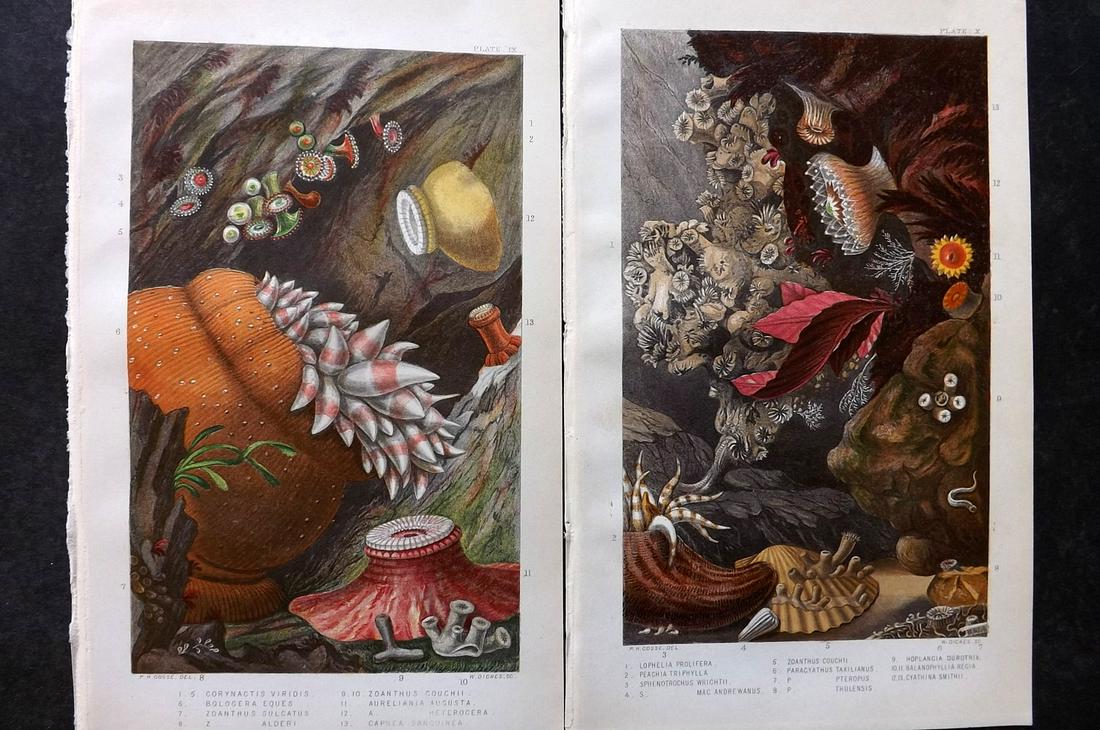 Gosse, Philip 1860 Pair of Antique Sea Anemones Prints (1 of 2)