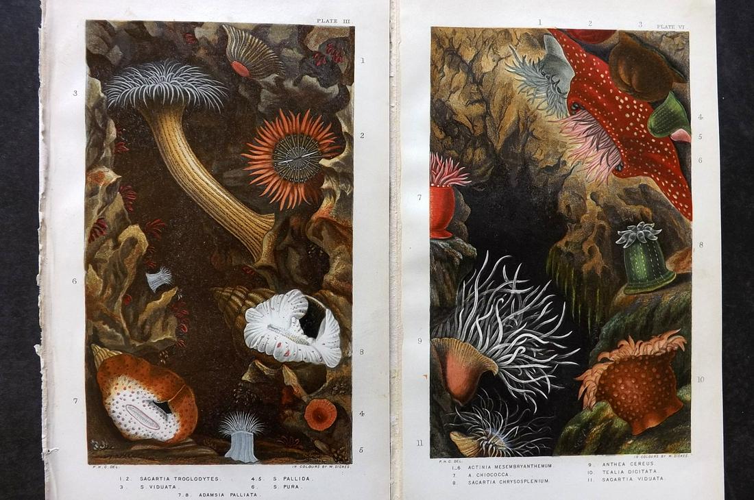 Gosse, Philip 1860 Pair of Antique Sea Anemones Prints (1 of 2)