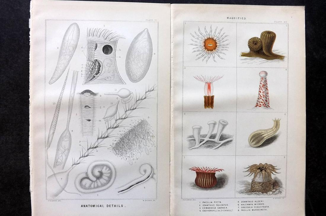 Gosse, Philip 1860 Pair of Antique Sea Anemones Prints (1 of 2)
