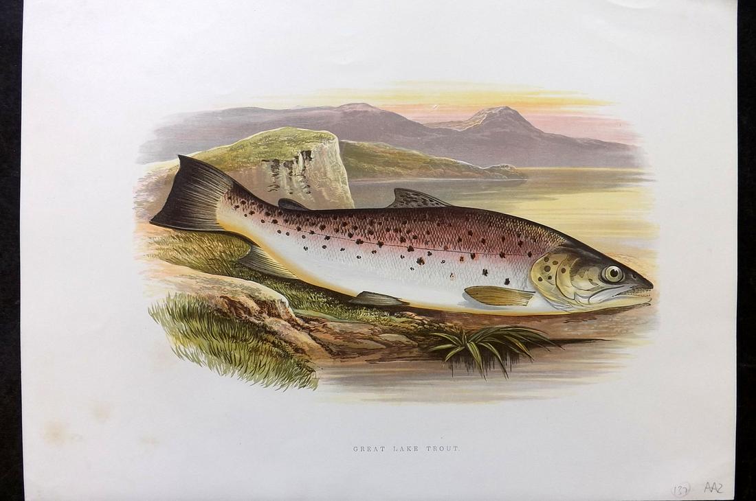 Houghton, Rev. William 1879 Folio Fish Print. Great Lake Trout: Color Printed Woodblock Published 1879 by William Mackenzie, London for "British Fresh-Water Fishes" by the Rev. William Houghton. Illustrated by A. F. Lydon, printed by Benjamin Fawcett. Paper Size: 