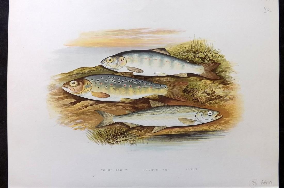 Houghton, Rev. William 1879 Folio Fish Print. Trout, Smelt, Salmon Parr (1 of 2)