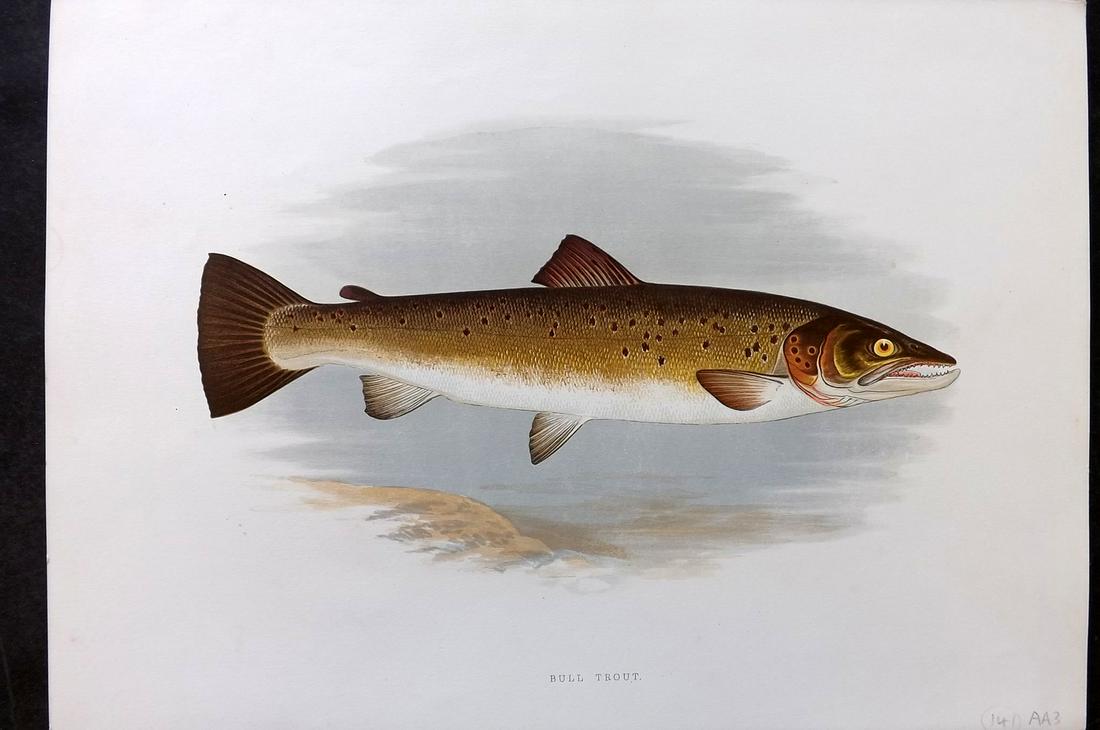Houghton, Rev. William 1879 Folio Fish Print. Bull Trout: Color Printed Woodblock Published 1879 by William Mackenzie, London for "British Fresh-Water Fishes" by the Rev. William Houghton. Illustrated by A. F. Lydon, printed by Benjamin Fawcett. Paper Size: 